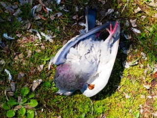 そのまま触れるのは危険！鳩の死骸の対処法や注意点をご紹介のイメージ
